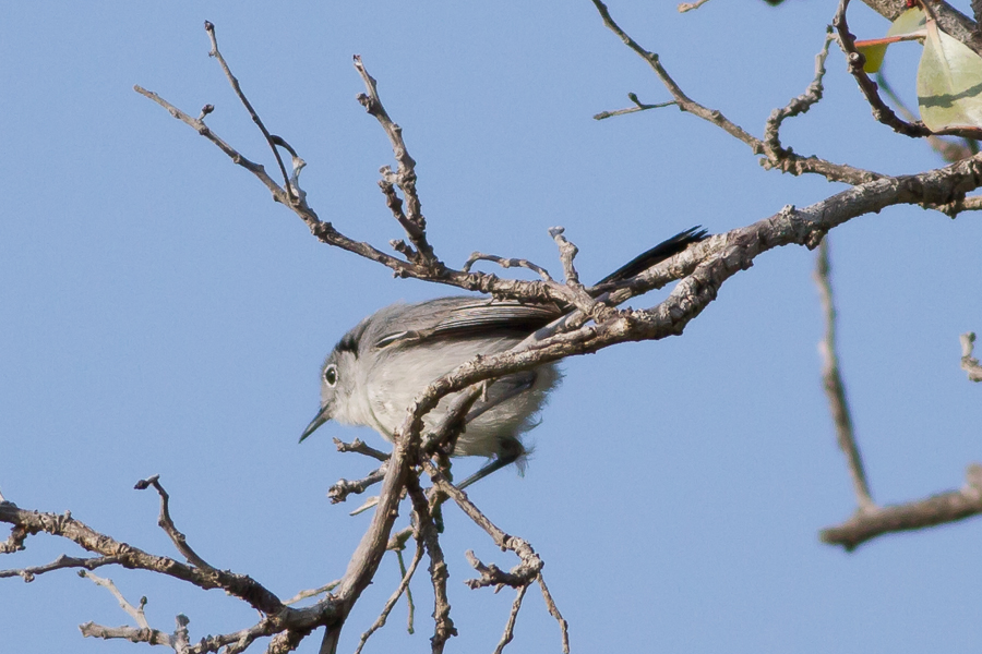 Cuban Gnatcatcher