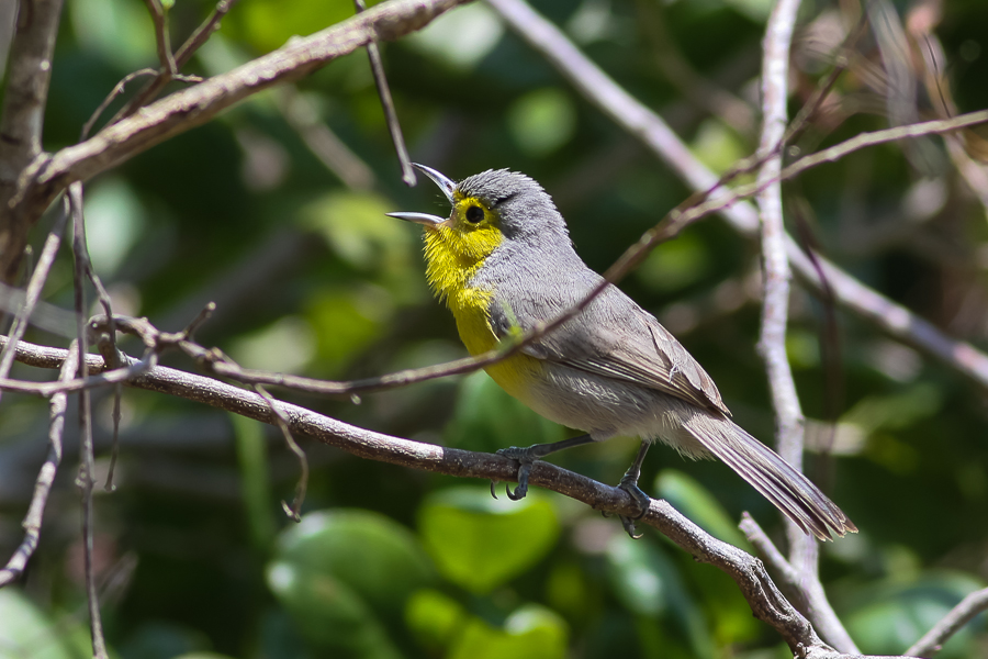 Oriente Warbler