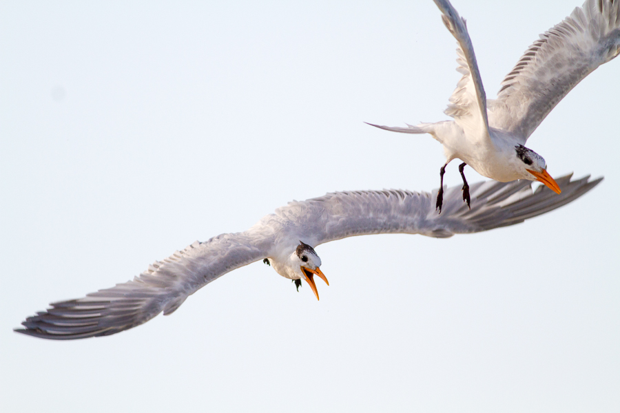 Royal Terns