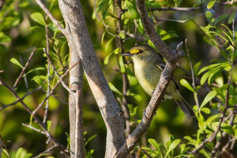 Thick-billed Vireo