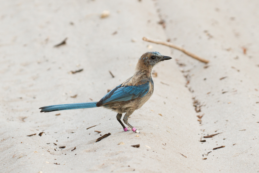 Florida Scrub Jay in sand