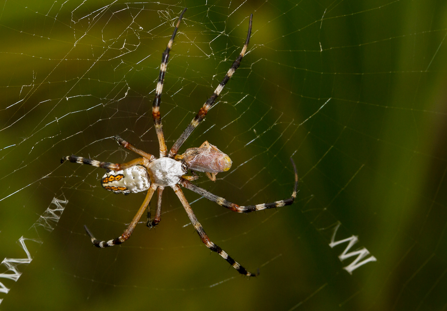 Silver Argiope (Argiope argentata)