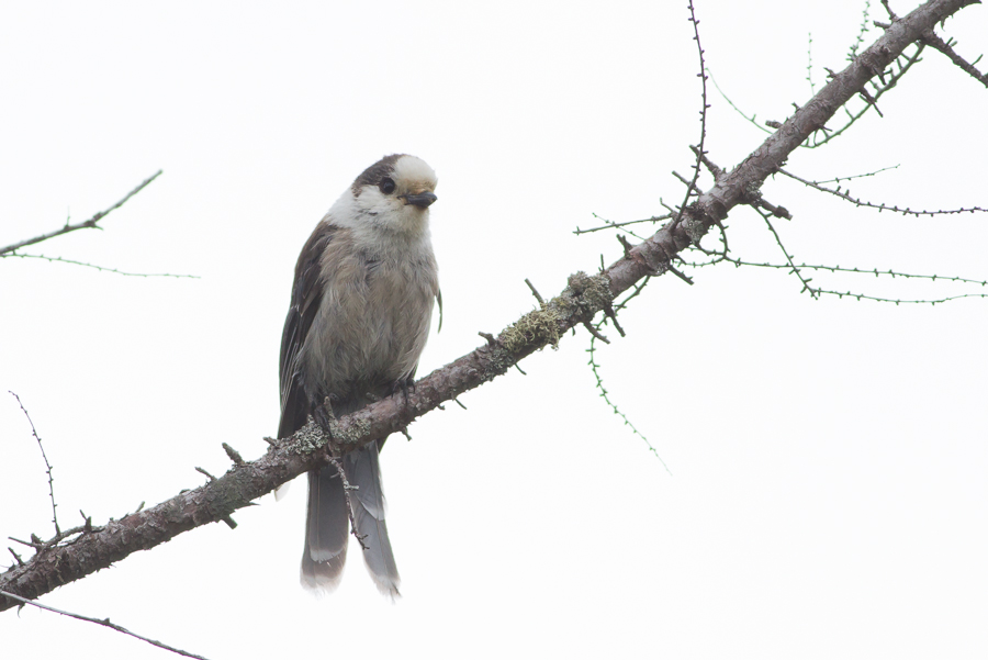 Gray Jay perched on twig