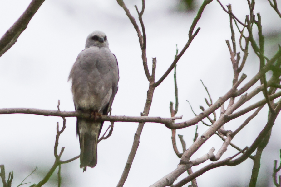 Mississippi Kite perched