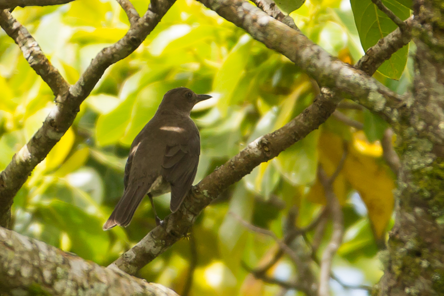 Mountain Thrush