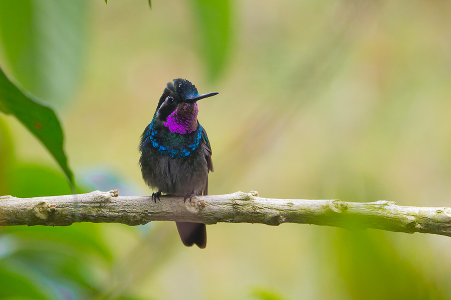 Purple-throated Mountain Gem, Lampornis calolaemus