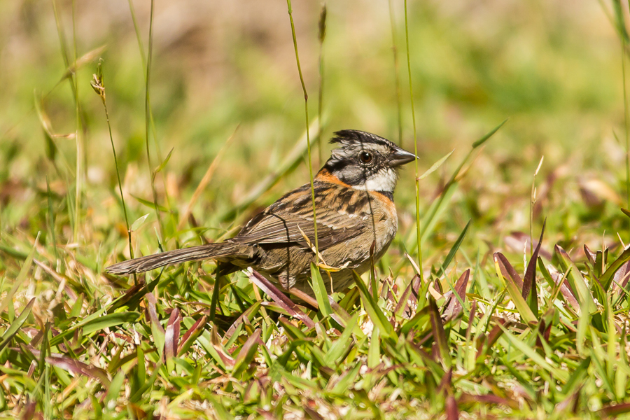 Rufous-collared Sparrow, Zonotrichia capensis in grass