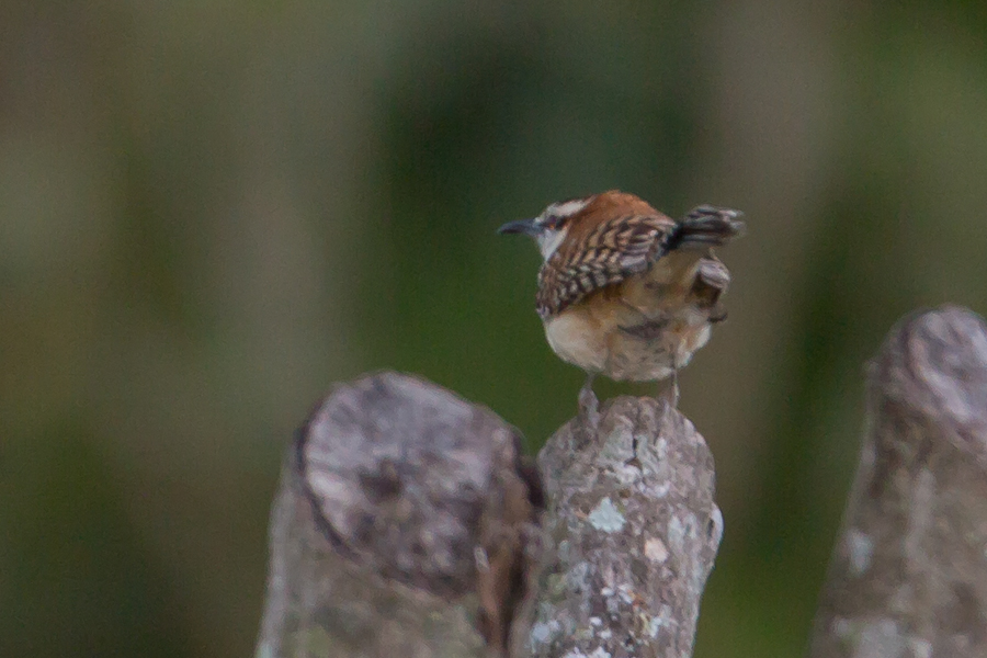 Rufous-naped Wren