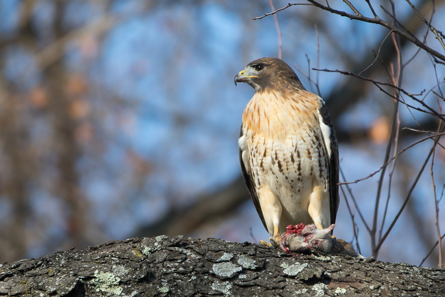 Red-tailed Hawk with dead mouse