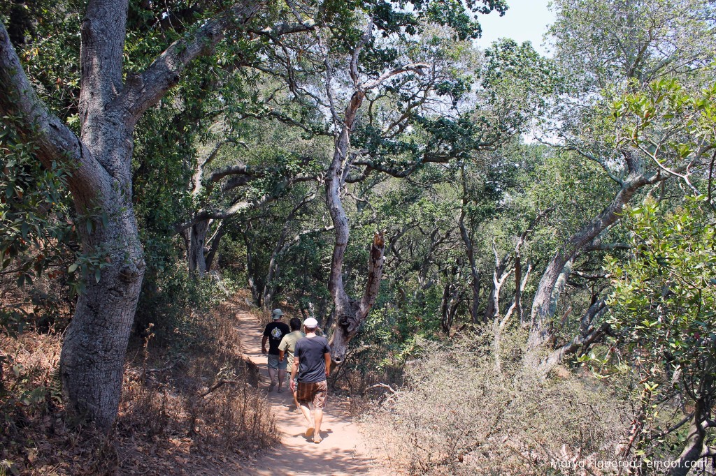 Canopy near the base of Bishop Peak