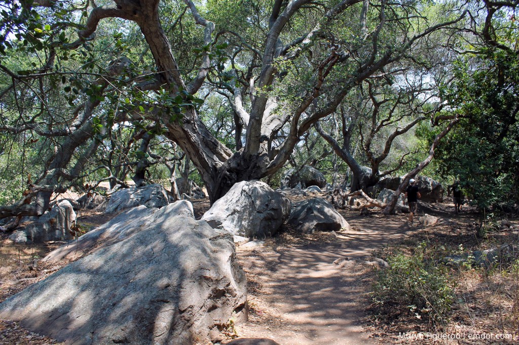 Canopy near the base of Bishop Peak