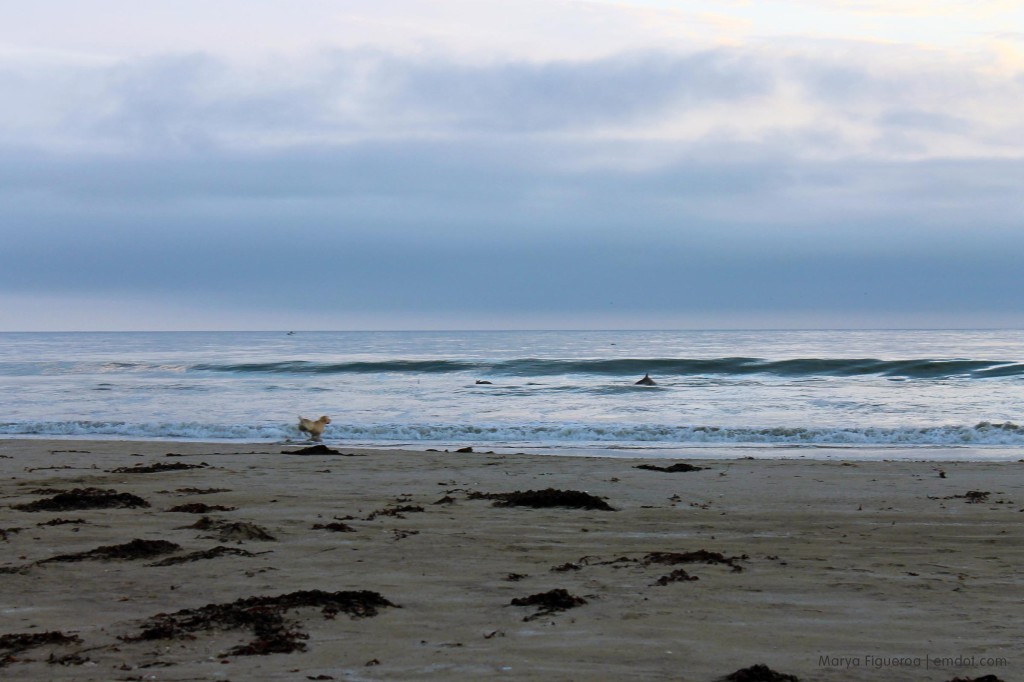 Morro Bay Dog Beach