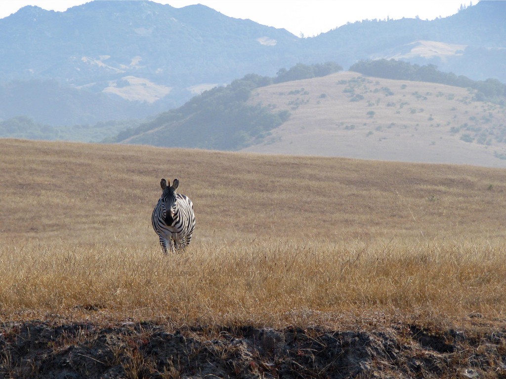 Zebra in San Simeon