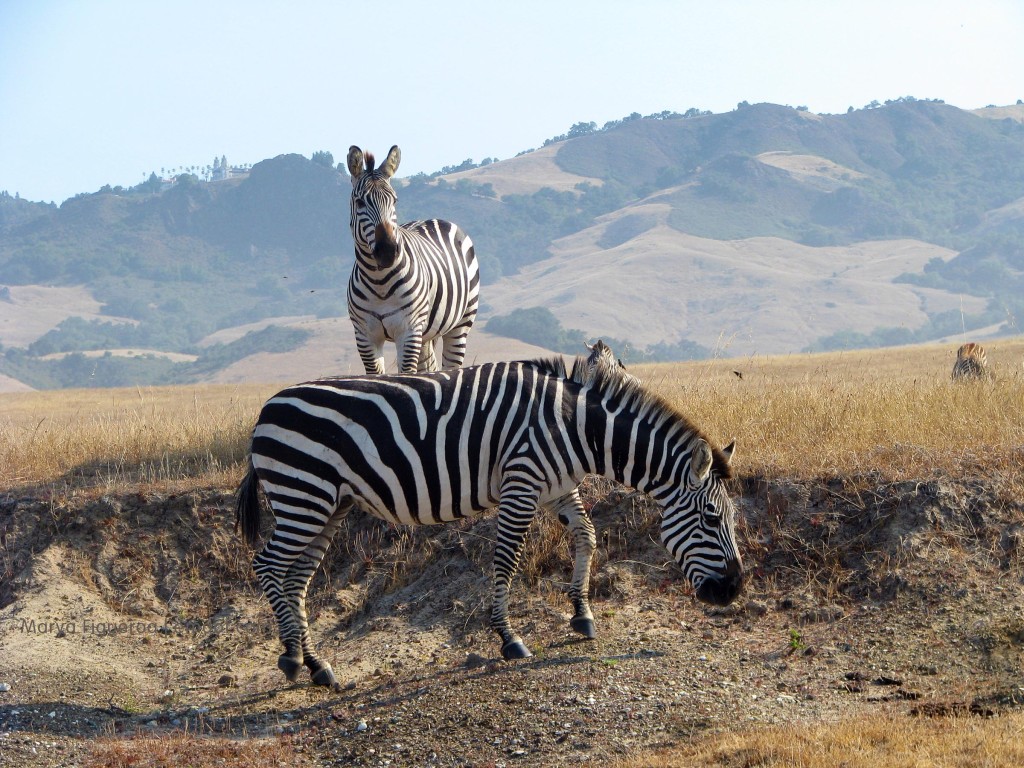 Zebras in San Simeon