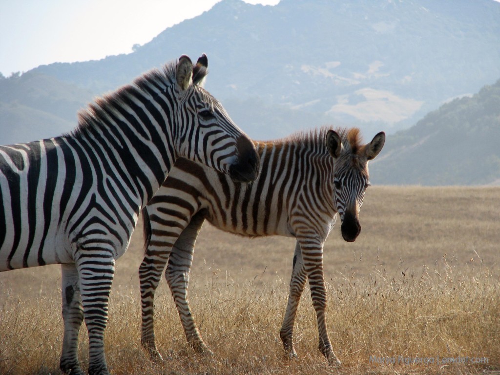 Zebras in San Simeon