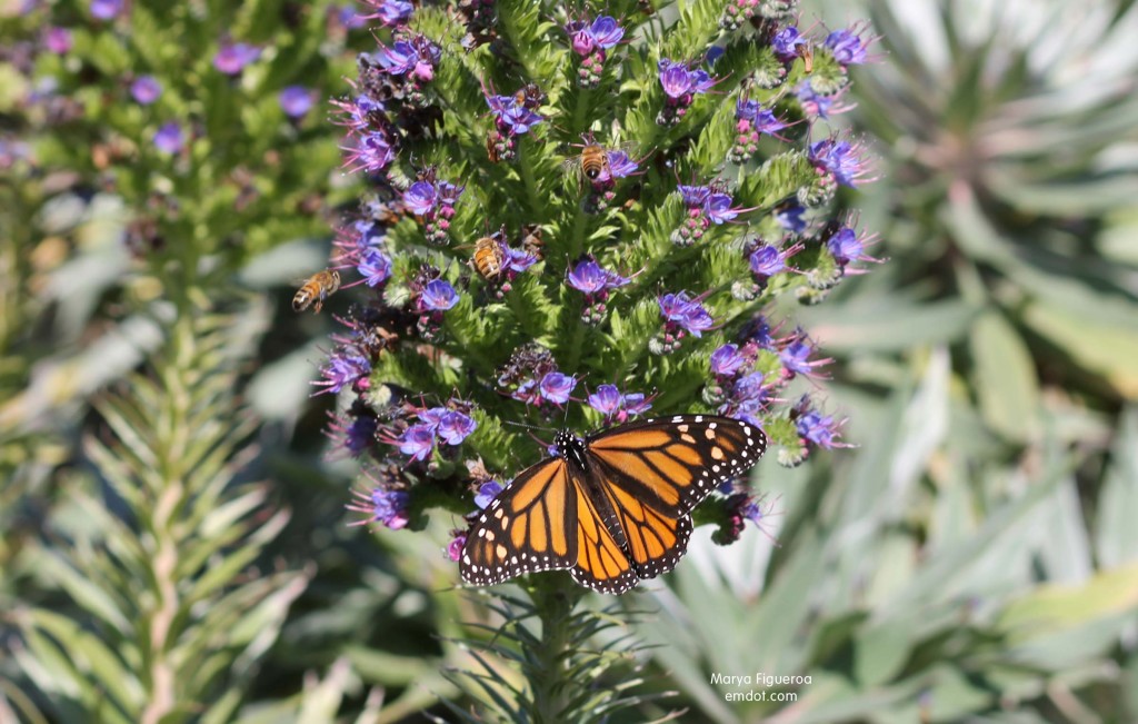 bees and butterflies