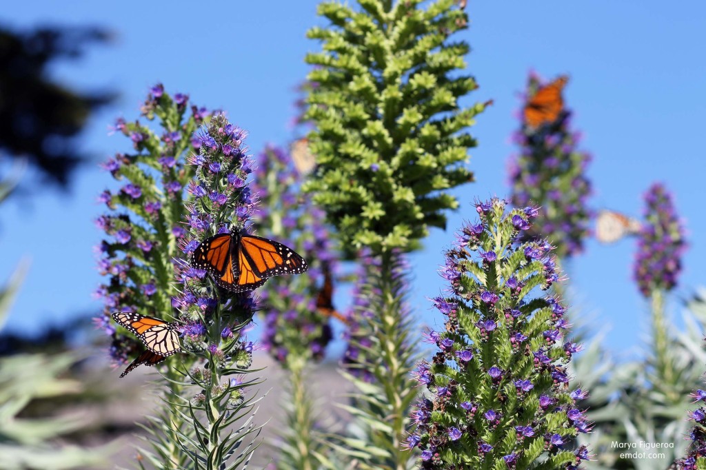 butterflies