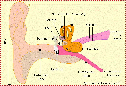 ear diagram