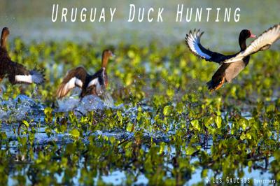 Duck Hunting in Uruguay