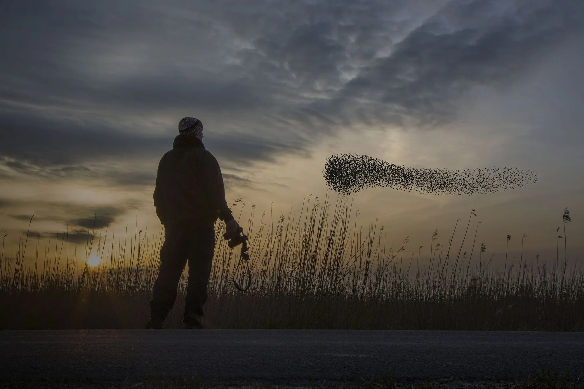 Man watching a flock of migrating starlings.