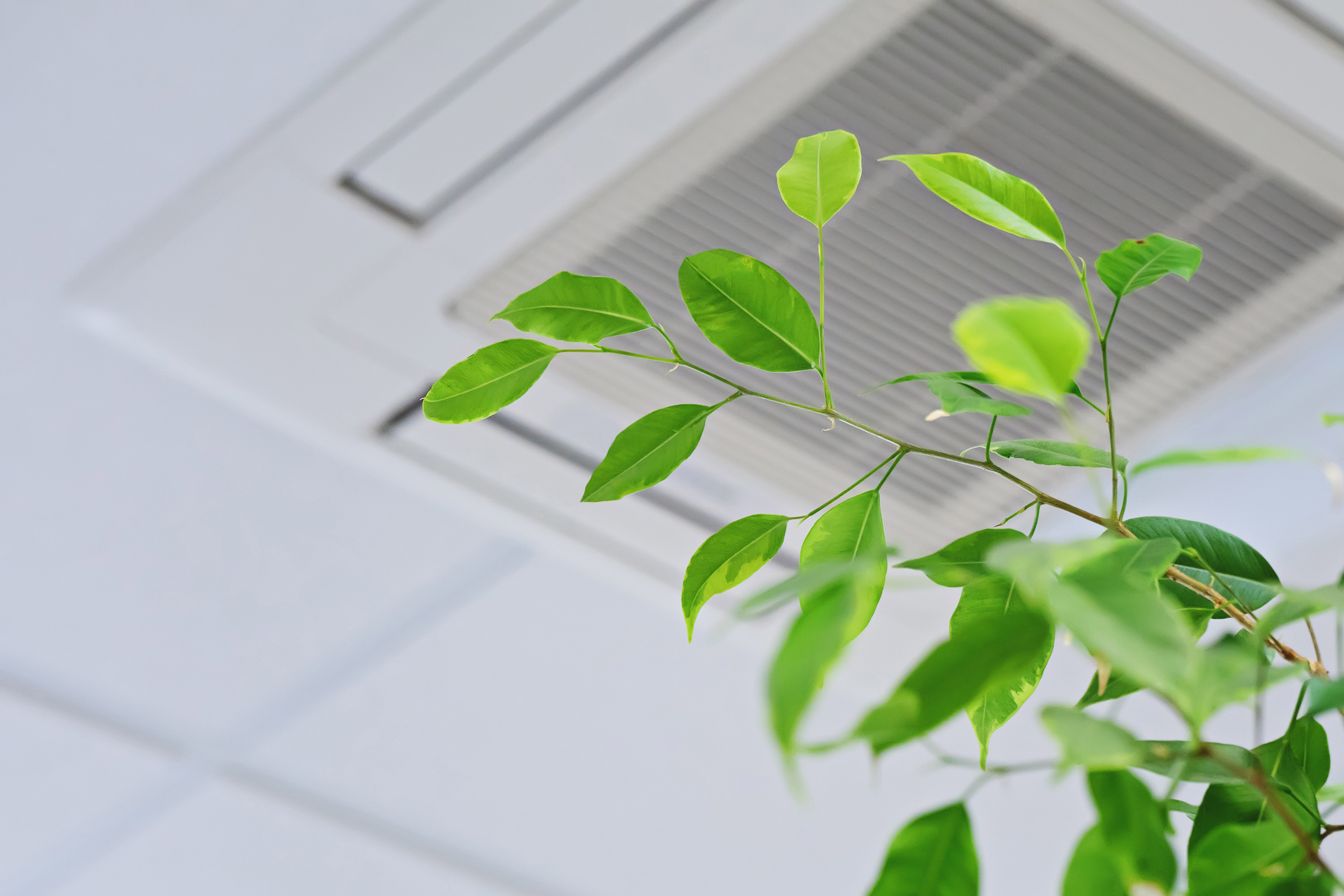 Ficus green leaves on the background of ceiling air conditioner