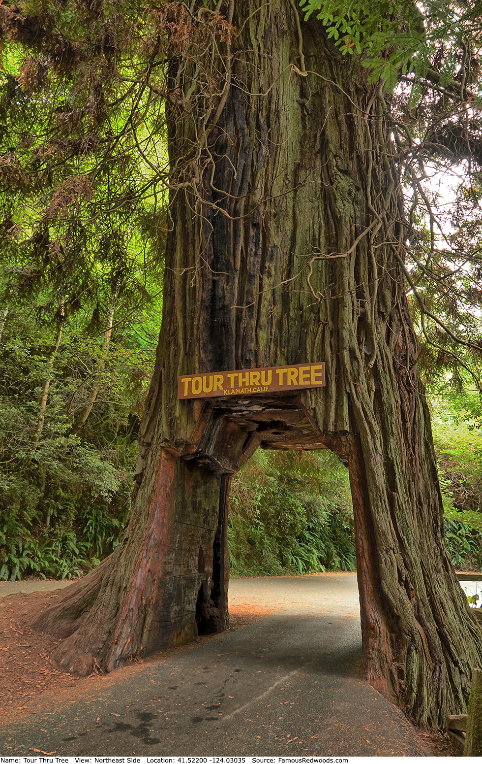 Tour Thru Tree