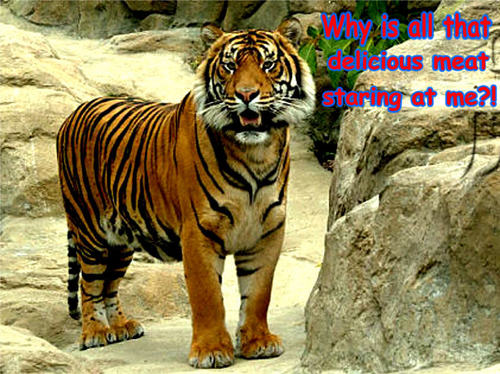 funny tiger wallpaper