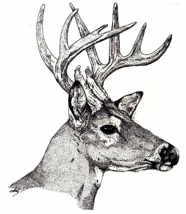 ten point buck drawing by debra sandstrom ten point buck fine Buck’s Livery 609x700