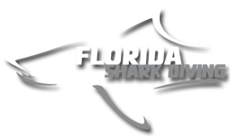 Florida Shark Diving