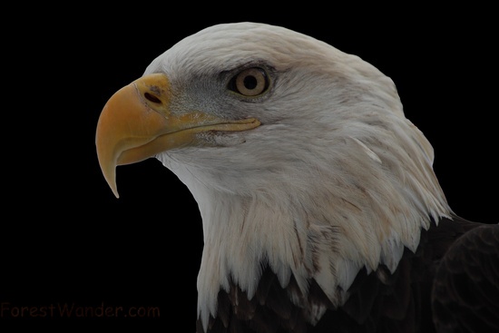 Bald Eagle Face on Black