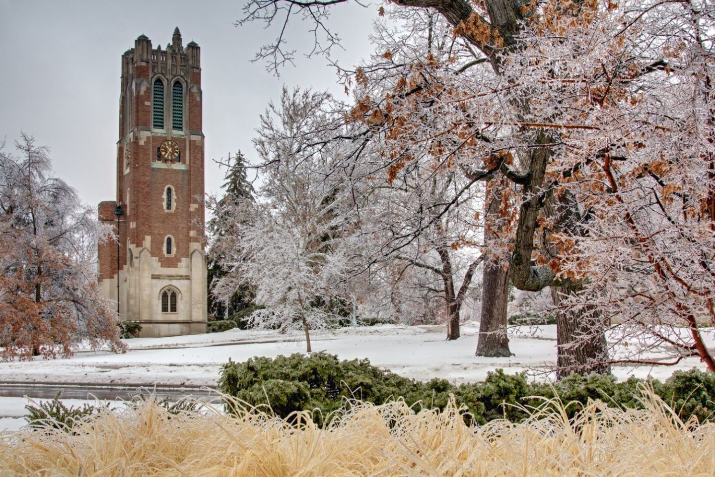 31. Michigan State University (Broad)