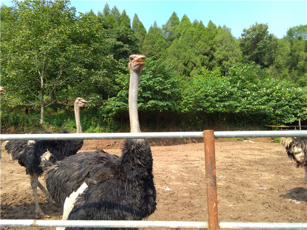 綿陽(yáng)鴕鳥(niǎo)飼養基地