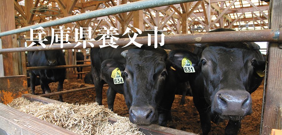 全国のブランド牛の原点となる但馬牛を自然の中で丹念に育成。高級ガニや農産物など魅力満載