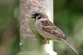 Tree Sparrow