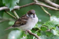 Tree Sparrow