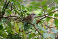 Tree Sparrow