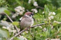 Tree Sparrow