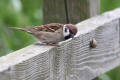 Tree Sparrow