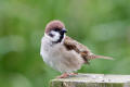 Tree Sparrow