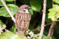 Tree Sparrow