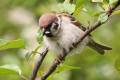 Tree Sparrow