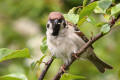 Tree Sparrow