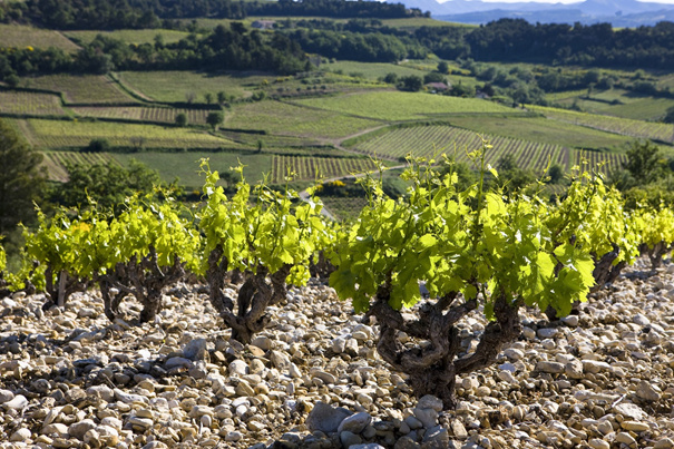 Anvendelig rødvin? Det er Côtes du Rhône, det.