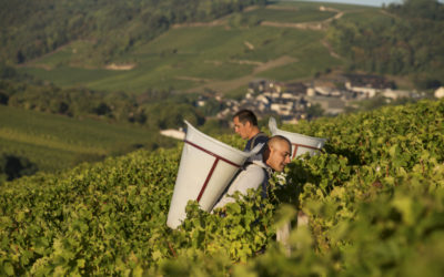 Bourgeois laget en virkelig god Sancerre i 2017