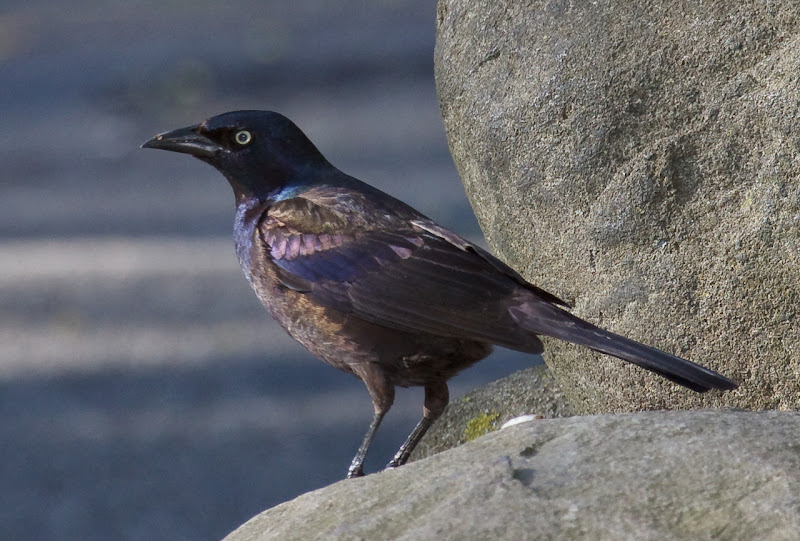 Common Grackle