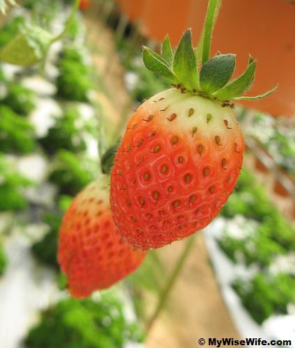 Fresh hanging red strawberry