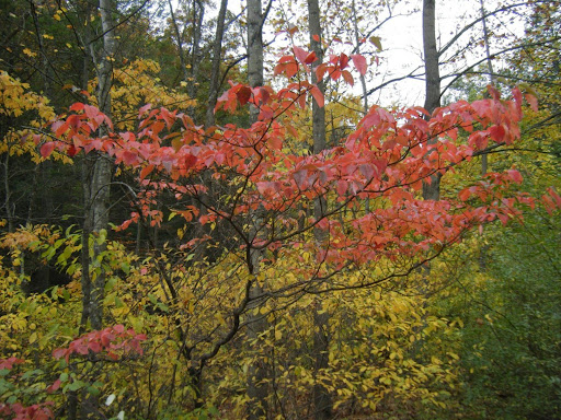 Dogwood+leaves+turning+brown