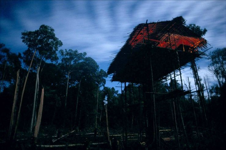 korowai-tree-house-8