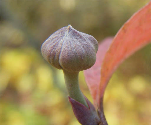 Dogwood+leaves+turning+brown