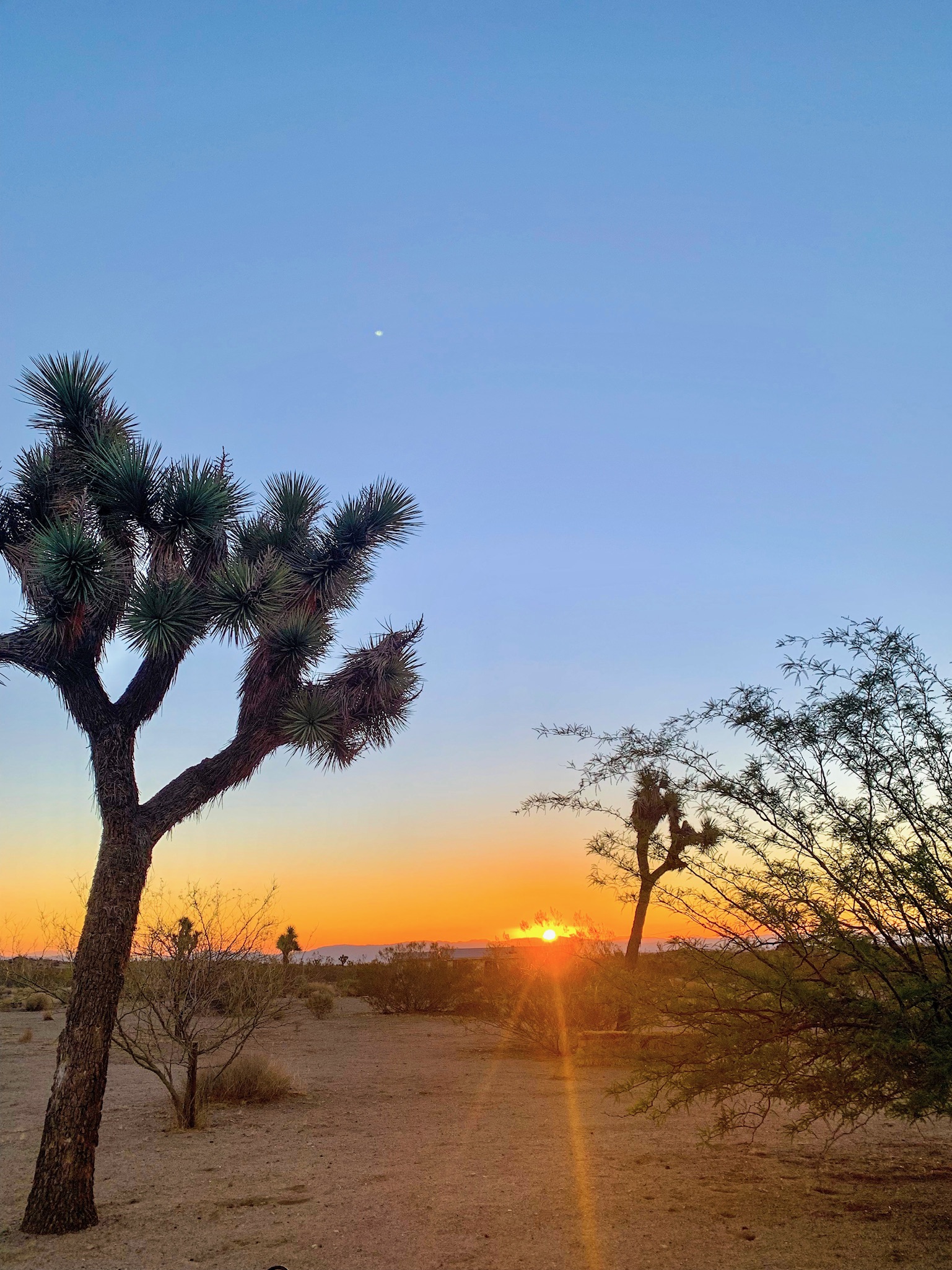 Joshua Tree and other desert flora at sunset